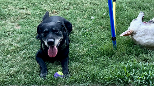 Lost Pet: Charlie