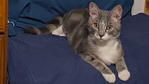 Lost Pet: Reckless