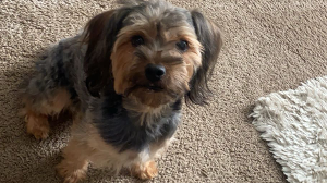 Lost Pet: Max