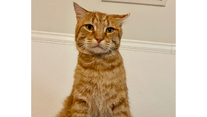 Lost Pet: Garfield (Kitty Kitty)