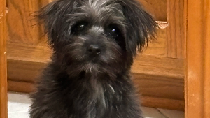 Lost Pet: Olivia