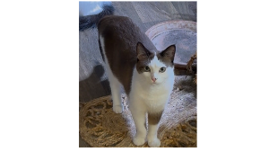 Lost Pet: Peaches