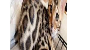 Lost Pet: Arya