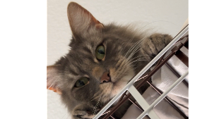 Lost Pet: Milo