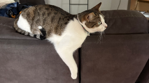 Lost Pet: Chleo
