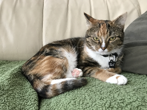 Lost Pet: Hazel