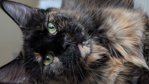 Lost Pet: Peppercorn
