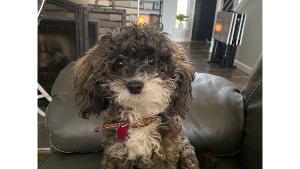 Lost Pet: Xara Nicole