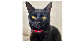 Lost Pet: Scarlett