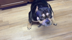 Lost Pet: Dreko