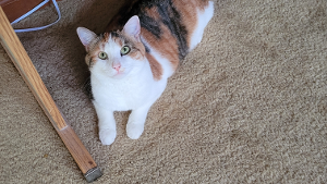 Lost Pet: Dolly