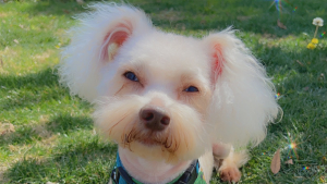 Lost Pet: Fluffy