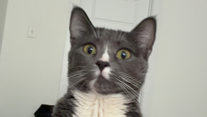 Lost Pet: Delta
