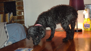 Lost Pet: Trixie