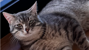 Lost Pet: Buddy