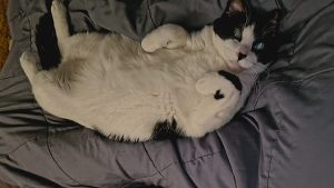 Lost Pet: Ziggy