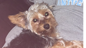 Lost Pet: Leo