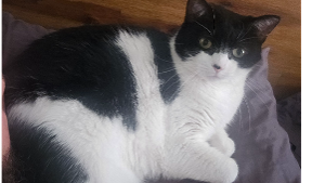 Lost Pet: Letty