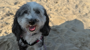 Lost Pet: Rosie