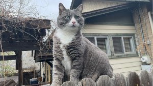 Lost Pet: Noodle