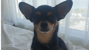 Lost Pet: Yoda