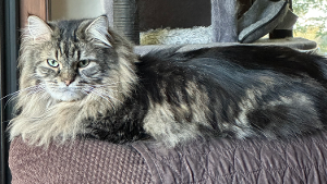 Lost Pet: Meowingsly