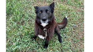 Lost Pet: Posy(Jodi)