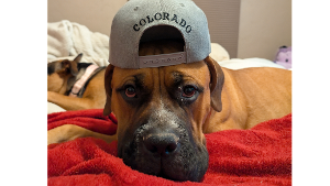 Lost Pet: Ruger