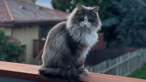 Lost Pet: Cash