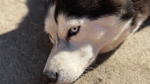 Lost Pet: Stella