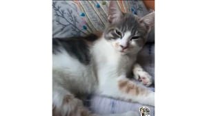 Lost Pet: Ophelia