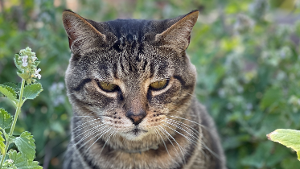 Lost Pet: Richard Parker
