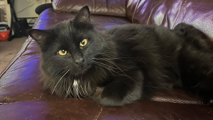 Lost Pet: Salem