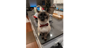 Lost Pet: Simon