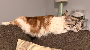 Lost Pet: Anchovy Magnesium