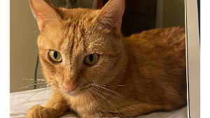 Lost Pet: Alfie