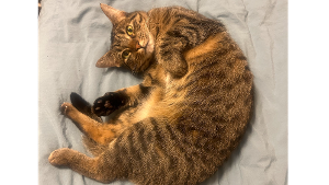 Lost Pet: Eevee