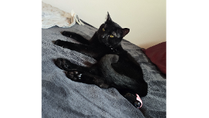 Lost Pet: OZ