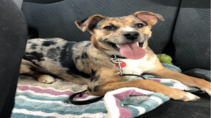 Lost Pet: Ruby