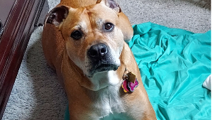 Lost Pet: Ivey