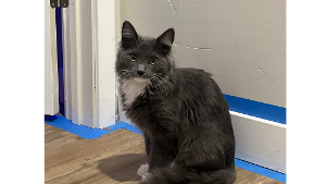 Lost Pet: Nova