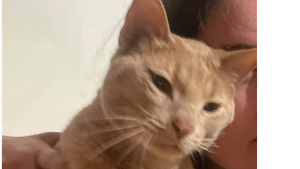 Lost Pet: Billy