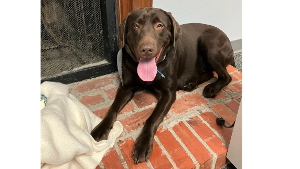 Lost Pet: Tiberio