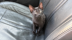 Lost Pet: Truffle