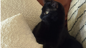 Lost Pet: Salem