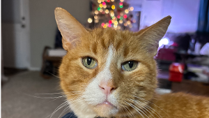 Lost Pet: Dewey