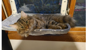 Lost Pet: Missy