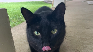 Lost Pet: Tails