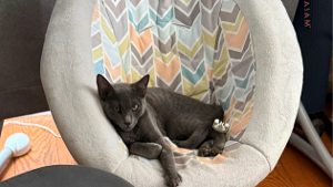Lost Pet: Vinca