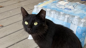 Lost Pet: Milk